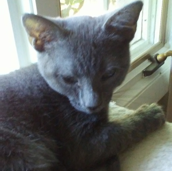 kittenpuss1